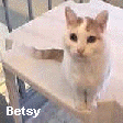 Betsy was very timid and victimized for some years by Linus, Edison and some of the other cats, but the last few years of her life really developed confidence and actually could be found curled up with some of her previous foes.