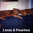 Linus & Peaches could often be found curled up together.  This picture was taken in 1985.