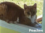 Peaches was our second cat and was the Alpha Female of our clan.  She had a lot more personality than many people we know and loved to eat!