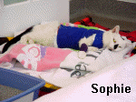 Sophie 6142 IR1.jpg (35905 bytes)