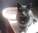 Gracie in Laundry Room Blurred Flipped IR1.jpg (43062 bytes)