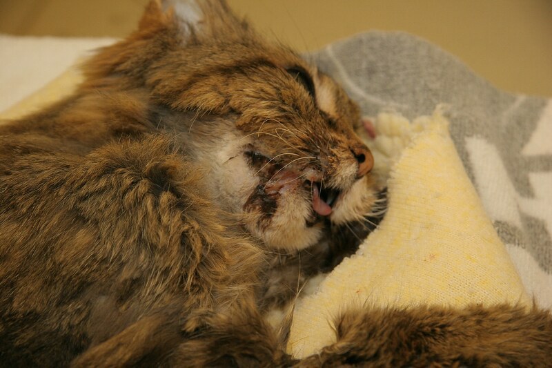 Feline Oral Tumors 89