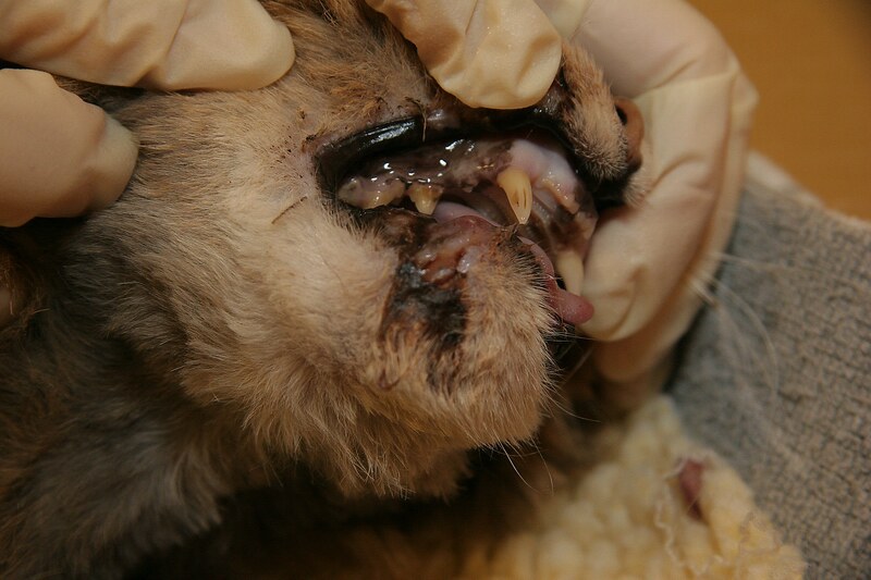 Feline Oral Tumors 79