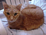 Linus toward the end of his life.  Renal failure was taking its toll.
