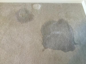 DooDoo Voodoo flooded on carpet to clean up dog pee