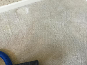 Clean carpet after DooDoo Voodoo extraction of dog pee