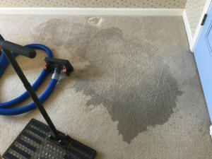 Dog pee on carpet flooded with fresh water after DooDoo Voodoo